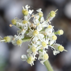 Athamanta cretensis L. (Athamante de Crète)