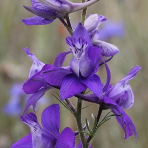 Photographie n°251036 du taxon Delphinium ajacis L. [1753]