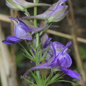 Photographie n°251039 du taxon Delphinium ajacis L. [1753]