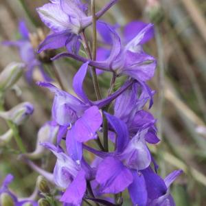 Photographie n°251041 du taxon Delphinium ajacis L. [1753]