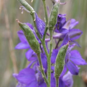 Photographie n°251042 du taxon Delphinium ajacis L. [1753]