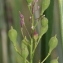  Marie  Portas - Camelina sativa (L.) Crantz