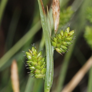  - Carex pallescens L.