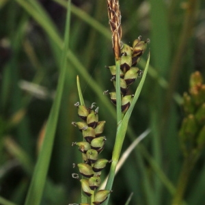  - Carex panicea L.