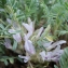  Liliane Roubaudi - Astragalus sempervirens Lam. [1783]