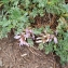  Liliane Roubaudi - Astragalus sempervirens Lam. [1783]