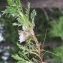  Liliane Roubaudi - Astragalus sempervirens Lam. [1783]