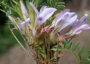 Liliane Roubaudi, le  7 juillet 2014 (Seyne)