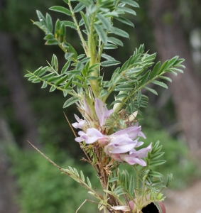Liliane Roubaudi, le  7 juillet 2014 (Seyne)