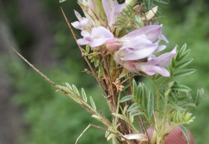 Liliane Roubaudi, le  7 juillet 2014 (Seyne)
