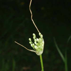 Photographie n°251143 du taxon Allium longispathum D.Delaroche [1811]