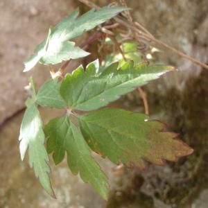 Photographie n°251148 du taxon Clematis alpina (L.) Mill. [1768]