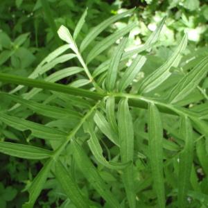  - Valeriana officinalis subsp. tenuifolia (Vahl) Schübler & G.Martens [1834]