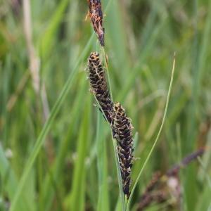 Photographie n°251152 du taxon Carex nigra (L.) Reichard