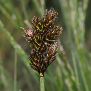 Photographie n°251153 du taxon Carex ovalis Gooden.