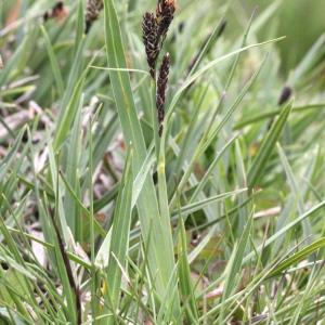 Photographie n°251155 du taxon Carex nigra (L.) Reichard