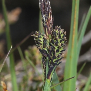 Photographie n°251157 du taxon Carex nigra (L.) Reichard