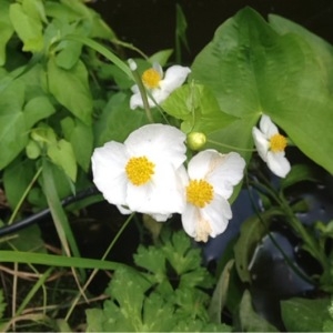  - Sagittaria latifolia Willd. [1805]