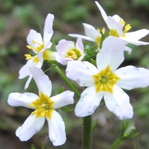 Androsace aquatica Clairv. (Hottonie des marais)