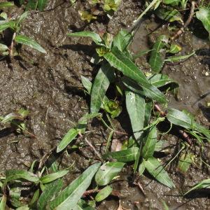 Photographie n°251180 du taxon Persicaria amphibia (L.) Gray [1821]