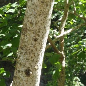 Photographie n°251185 du taxon Tilia cordata Mill. [1768]