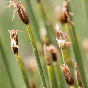 Eleocharis quinqueflora (Hartmann) O.Schwarz (Scirpe pauciflore)