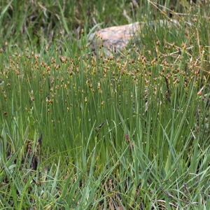  - Scirpus pauciflorus Lightf.