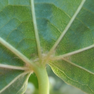 Photographie n°251195 du taxon Tilia cordata Mill. [1768]