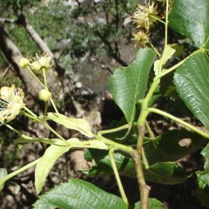 Photographie n°251196 du taxon Tilia cordata Mill. [1768]