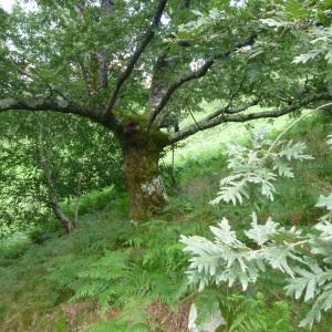 Photographie n°251202 du taxon Quercus pyrenaica Willd. [1805]