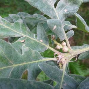 Photographie n°251204 du taxon Quercus pyrenaica Willd. [1805]