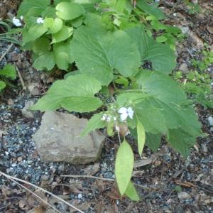 Photographie n°251206 du taxon Lunaria rediviva L. [1753]