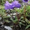  Liliane Roubaudi - Campanula alpestris All. [1773]