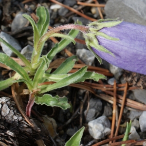 Photographie n°251218 du taxon Campanula alpestris All. [1773]