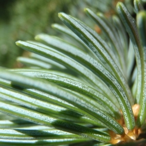 Photographie n°251227 du taxon Picea sitchensis (Bong.) Carrière [1855]