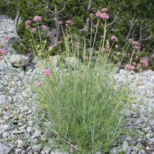 Photographie n°251235 du taxon Centranthus angustifolius (Mill.) DC. [1805]