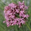  Liliane Roubaudi - Centranthus angustifolius (Mill.) DC. [1805]