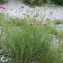  Liliane Roubaudi - Centranthus angustifolius (Mill.) DC. [1805]