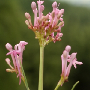 Photographie n°251241 du taxon Centranthus angustifolius (Mill.) DC. [1805]