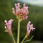  Liliane Roubaudi - Centranthus angustifolius (Mill.) DC. [1805]