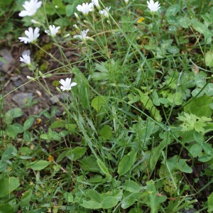 Photographie n°251251 du taxon Cerastium arvense subsp. strictum Gaudin [1828]