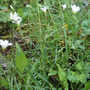 Photographie n°251252 du taxon Cerastium arvense subsp. strictum Gaudin [1828]