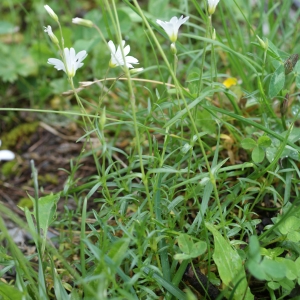 Photographie n°251255 du taxon Cerastium arvense subsp. strictum Gaudin [1828]