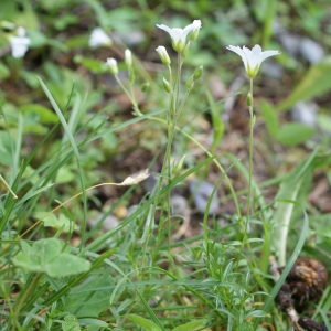 Photographie n°251260 du taxon Cerastium arvense subsp. strictum Gaudin [1828]