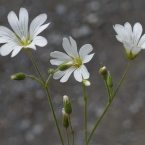 Photographie n°251262 du taxon Cerastium arvense subsp. strictum Gaudin [1828]