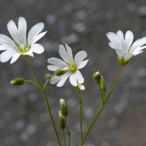 Photographie n°251264 du taxon Cerastium arvense subsp. strictum Gaudin [1828]