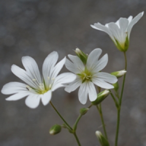 Photographie n°251266 du taxon Cerastium arvense subsp. strictum Gaudin [1828]