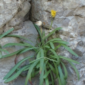 Photographie n°251285 du taxon Tolpis staticifolia (All.) Sch.Bip. [1861]