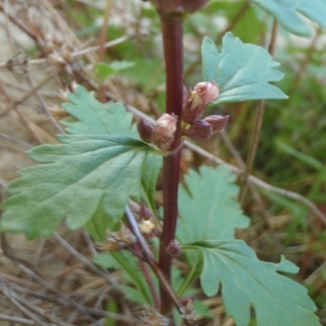 Photographie n°251286 du taxon Teucrium lucidum L. [1759]