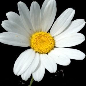 Photographie n°251298 du taxon Leucanthemum adustum (W.D.J.Koch) Gremli [1898]